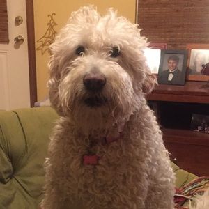 Meet your Posher, Sandy